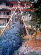 福建綠化苗木基地的多彩圖譜 中葉羅漢松、竹柏、香樟與茶花相冊鑒賞