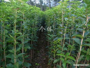 專業(yè)供應(yīng)優(yōu)質(zhì)綠化苗木 銀杏、桂花、紫薇與竹柏小苗