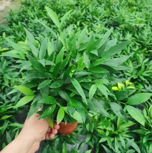 一抹清雅，一室生機(jī) 基地直供110竹柏盆栽的靜美生活