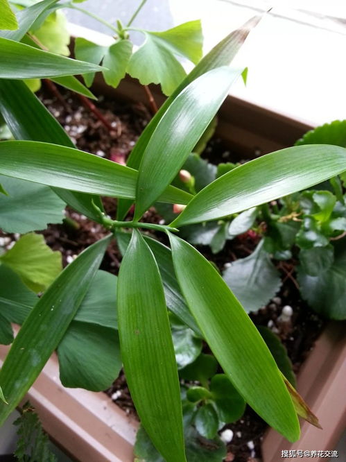 用播種的方法培育盆栽竹柏,幼苗極其耐陰,很適合養(yǎng)在室內(nèi)