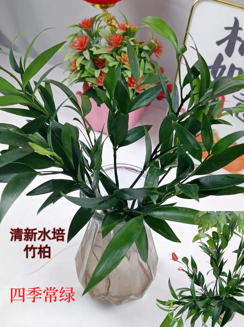 好物看櫥窗 這款水培竹柏,四季常綠,室內水養(yǎng)即可#凈化空氣